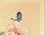 Mid-Century Chinese Botanical on Silk For Sale - Image 4 of 4