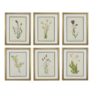 Vintage Botanical Prints Framed Set of 6- Authentic 1966 Prints For Sale