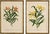 After Siebold & De Vriese, Botanical Illustration of Lilium Partheneion & Coridion, 1856, Prints, Set of 2 For Sale - Image 10 of 10