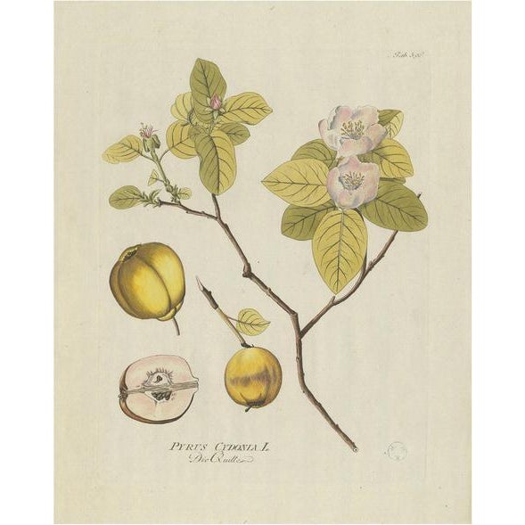 Plenck, Botany Illustration of a Quince Tree, 1790s, Print For Sale - Image 6 of 6