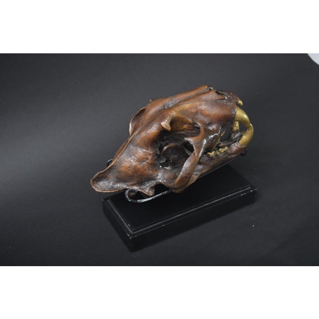 Big Cat Skull Sculpture on Black Display Stand, 1990s For Sale - Image 9 of 10