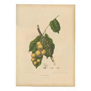 Berthe Hoola van Nooten, Asian Fruit Langsat, 1880, Chromolithograph For Sale