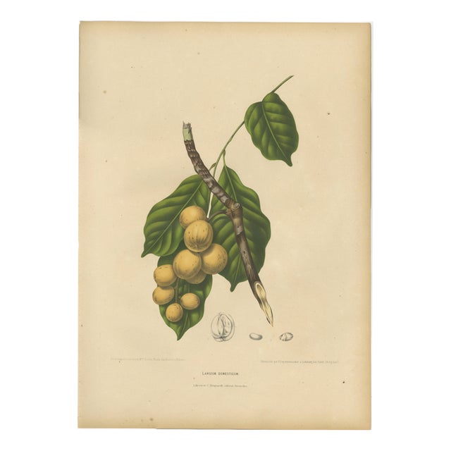 Berthe Hoola van Nooten, Asian Fruit Langsat, 1880, Chromolithograph For Sale