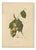 Berthe Hoola van Nooten, Asian Fruit Langsat, 1880, Chromolithograph For Sale