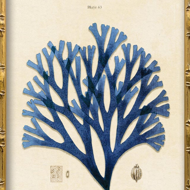 Contemporary Vintage Blue Seaweed Art Print Reproduction (3), Framed For Sale - Image 3 of 5