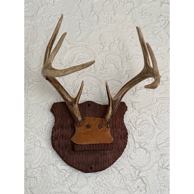 Restoration Hardware Mid-20th Century Whitetail Deer Antlers on Carved Shield Plaque For Sale - Image 4 of 5