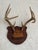 Restoration Hardware Mid-20th Century Whitetail Deer Antlers on Carved Shield Plaque For Sale - Image 4 of 5