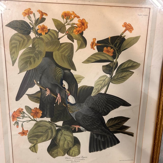 White Mid 20th Century Framed Audubon “White-Crowned Pigeon” Print – Vintage Ornithological Illustration For Sale - Image 8 of 9