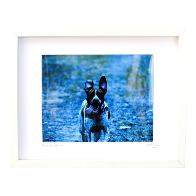 Limited Edition Animal/Nature Photography, Framed by C. Damien Fox For Sale