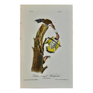 Audubon Golden-Winged Woodpecker: First Octavo Edition Audubon Hand-Colored Lithograph, 1840 For Sale