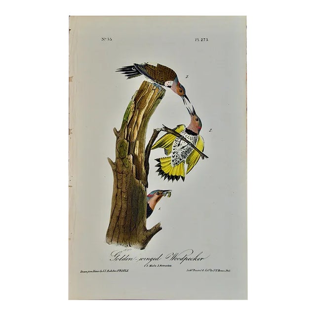 Audubon Golden-Winged Woodpecker: First Octavo Edition Audubon Hand-Colored Lithograph, 1840 For Sale
