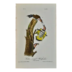 Audubon Golden-Winged Woodpecker: First Octavo Edition Audubon Hand-Colored Lithograph, 1840