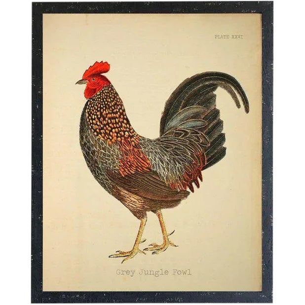 Grey Jungle Fowl Rooster 14x18 For Sale