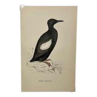 Antique Hand Tinted Bird Print From England Featuring a Black Guillemot - Circa 1888 For Sale