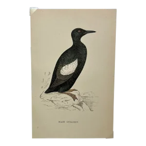 Antique Hand Tinted Bird Print From England Featuring a Black Guillemot - Circa 1888