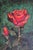 Uldis Zemzaris, Rose, 1991, Oil on Cardboard For Sale - Image 6 of 7