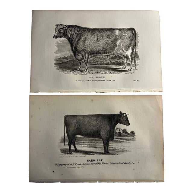 19th C. Bull and Cow Prints Set/2 For Sale