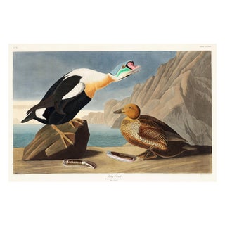 King Duck, Vintage Art Print Reproduction From Birds of America by John James Audubon, 36" X 24" For Sale