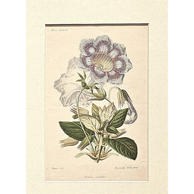 1883 Set of 2 Antique French Botanical Lithographs-Revue Horticole, Matted For Sale - Image 4 of 7