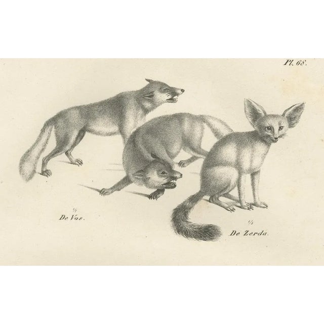 Black Foxes and Fennec Fox and Senegal Jackal in the Wild, 1836, Lithograph For Sale - Image 8 of 10