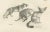 Black Foxes and Fennec Fox and Senegal Jackal in the Wild, 1836, Lithograph For Sale - Image 8 of 10