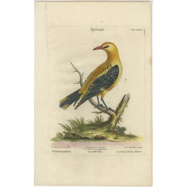 This original antique hand-colored engraving by Johann Michael Seligmann is a representation of the Golden Thrush, derived...