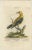 This original antique hand-colored engraving by Johann Michael Seligmann is a representation of the Golden Thrush, derived...