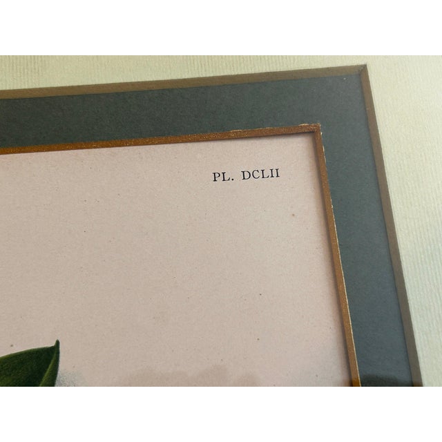 A. Goossens 1890 Antique Botanical Color Lithograph of Laelia Praestans Orchids For Sale In New York - Image 6 of 6