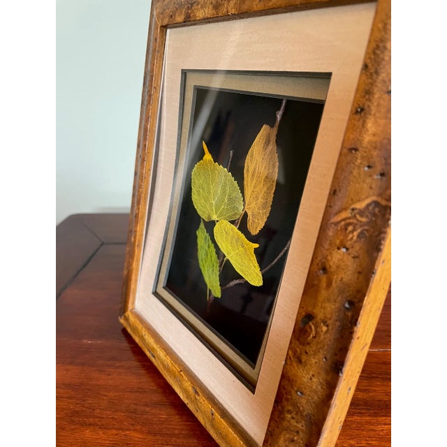 2000 - 2009 2000s Framed Etched Leaves by Booker Morey For Sale - Image 5 of 10