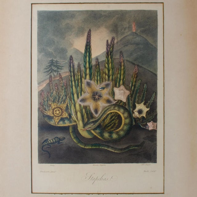 Robert John Thornton (English, 1768-1837) The Hirsute Stapelia hand finished line, stipple and mezzotint engraving quarto...