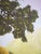 Mission Oak Arts & Crafts Framed Print For Sale - Image 9 of 11
