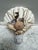 Natural Beach House Seashell Adorned Nightlight For Sale - Image 9 of 11