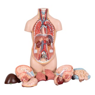 Vintage Anatomical Torso Model For Sale