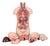 Vintage Anatomical Torso Model For Sale
