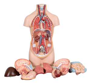 Vintage Anatomical Torso Model