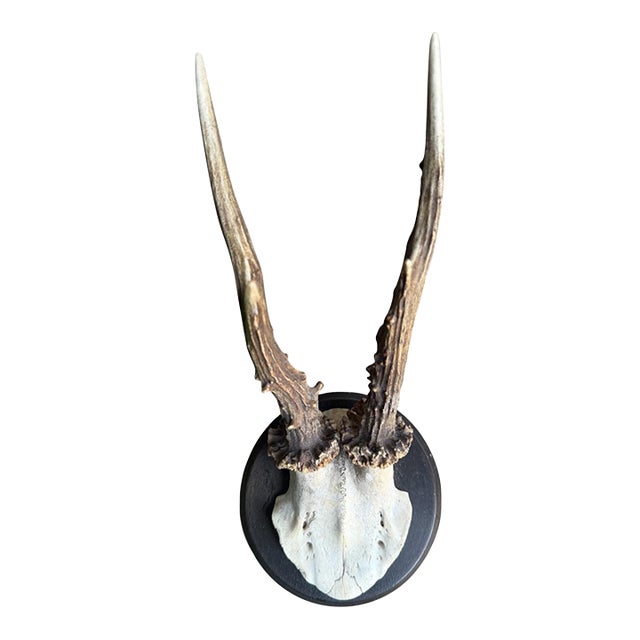 Roe Deer Trophy 211 Black Forest Antlers Mount For Sale