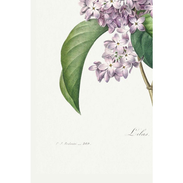 Not Yet Made - Made To Order Lilac by Redouté, Vintage Botanical Art Print, 40" X 60" For Sale - Image 5 of 9