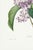 Not Yet Made - Made To Order Lilac by Redouté, Vintage Botanical Art Print, 40" X 60" For Sale - Image 5 of 9