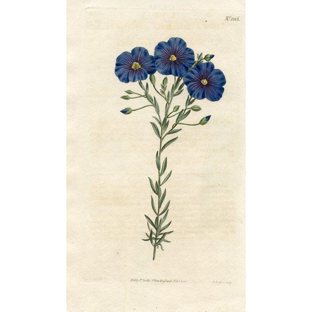 Original early-1800s hand-colored botanical print published in "Curtis's Botanical Magazine", the oldest and longest...
