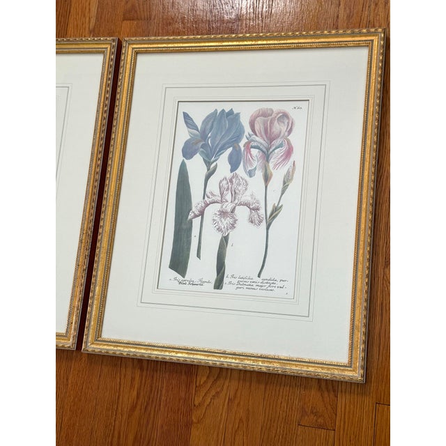 Bunny Williams Home Vintage Iris Botanical Prints in Gold Frames, a Pair For Sale - Image 4 of 8