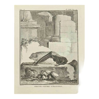 Louis Legrand, Chauvesouris, Etching, 1771 For Sale