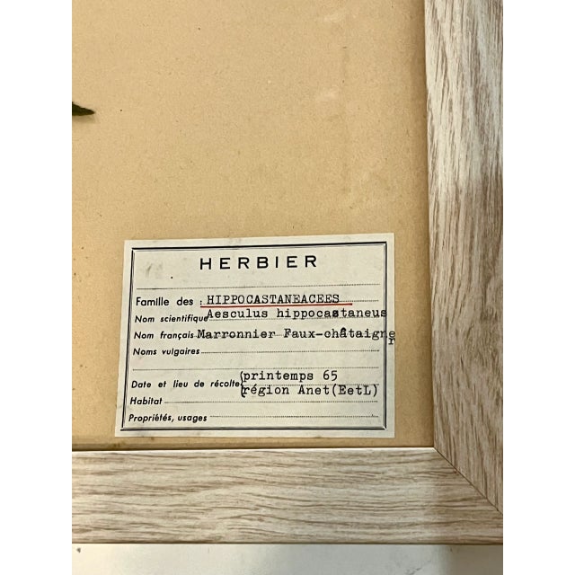 1965 French Herbarium Botanical Specimens Set of Four For Sale - Image 6 of 13