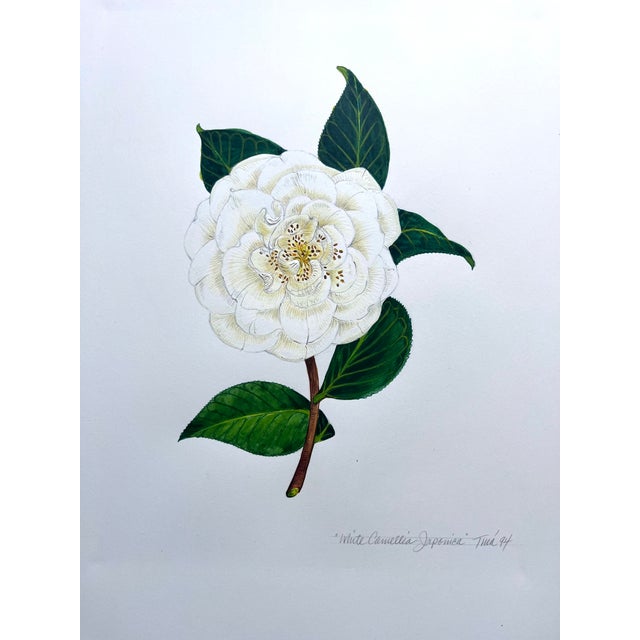 English "Camellia Japonica" Botanical Prints-Custom Gold Leaf Frames-Set 2 For Sale - Image 3 of 7