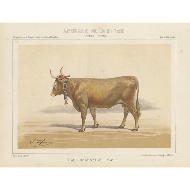 Charles Olivier de Penne, Béarnaise Cow with Bell Collar, French Cattle, 1863, Chromolithograph For Sale - Image 9 of 9