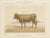 Charles Olivier de Penne, Béarnaise Cow with Bell Collar, French Cattle, 1863, Chromolithograph For Sale - Image 9 of 9