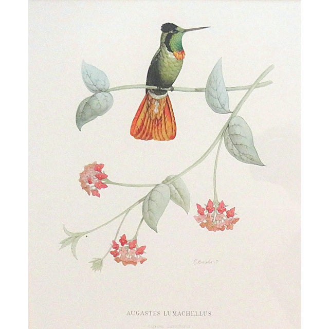 French Set of 6 French Hummingbird Prints by Louis Bevalet Framed For Sale - Image 3 of 8
