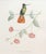 French Set of 6 French Hummingbird Prints by Louis Bevalet Framed For Sale - Image 3 of 8
