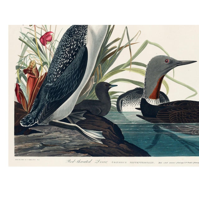 Paint Red-Throated Diver, Vintage Art Print Reproduction From Birds of America by John James Audubon, 32" X 24" For Sale - Image 7 of 8