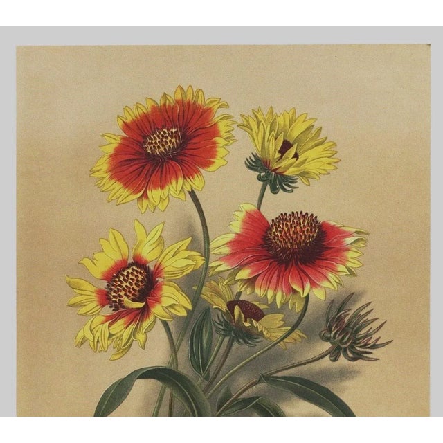This is one of several 1899 antique chromolithograph "sunflower" botanicals that we recently purchased in Paris. (See...