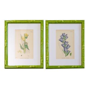 Sowerby English Botany - Custom Framed Botanical Plates, Set of Two